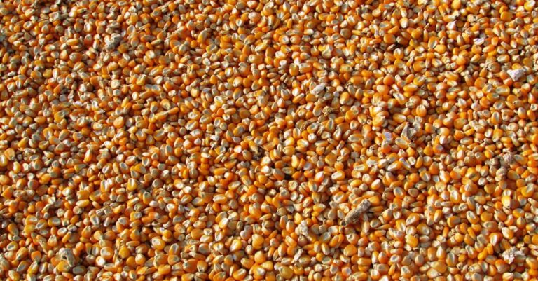 découvrez les meilleures techniques de séchage pour préserver la fraîcheur et la saveur de vos aliments. apprenez à utiliser les méthodes traditionnelles et modernes de séchage pour conserver fruits, légumes et herbes, tout en maximisant leurs bienfaits nutritionnels.